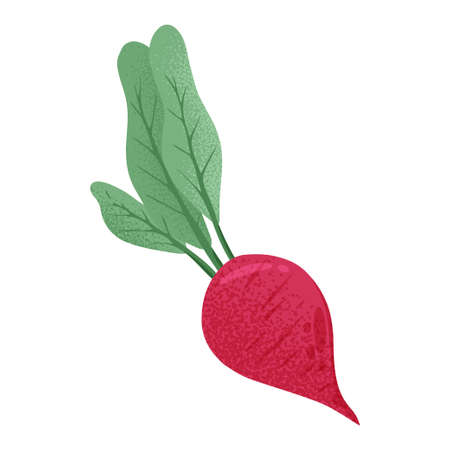 Vector hand drawn beetroot illustration. Bright beet vegetable isolated on white background.のイラスト素材