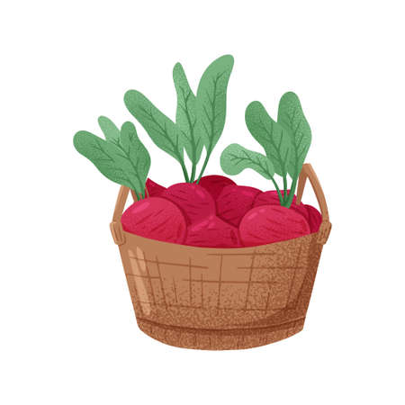 Vector hand drawn illustration of basket with beetroots. Bright beet vegetables isolated on white background.のイラスト素材