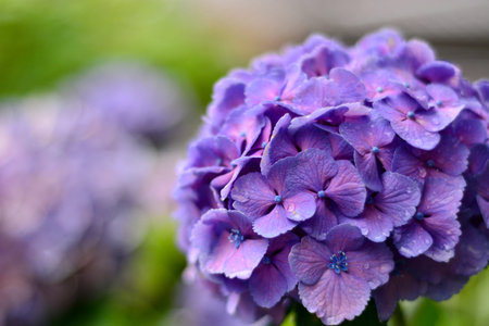 Purple hydrangea macrophylla flower in the gardenの写真素材
