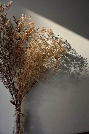 Light and Shadow: Soft light shone the dried flowers in the vase, projecting a beautiful shadow onto...
