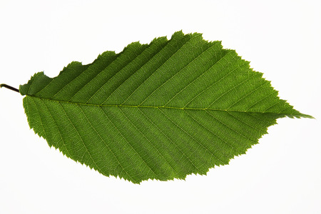 green leaf isolated on white backgroundの写真素材