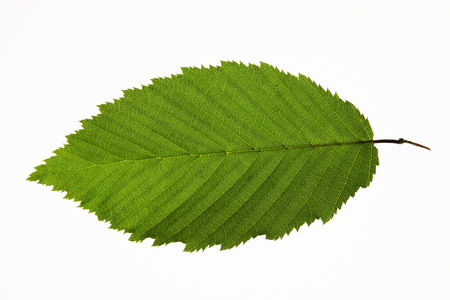 single green leaf isolated on white backgroundの写真素材