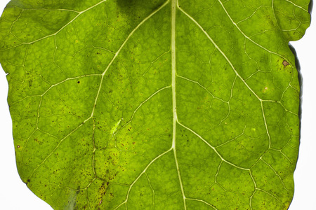 turnip cabbage leaf isolated on white backgroundの写真素材