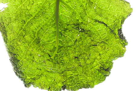 cabbage leaf isolated on white backgroundの写真素材