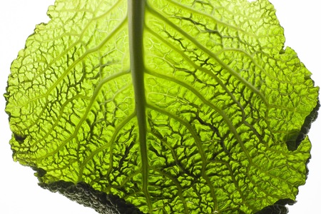 green cabbage single leaf isolated on white backgroundの写真素材