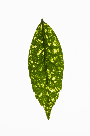 green and yellow leaf isolated on white backgroundの写真素材