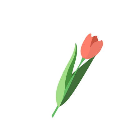 Red tulip on transparent backgroundのイラスト素材