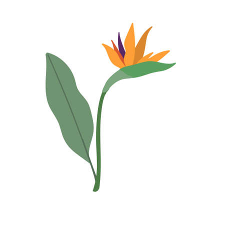 tropical and exotic heliconia flowerのイラスト素材