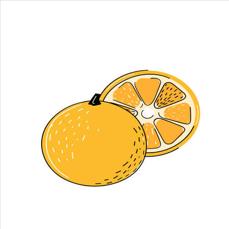 Hand drawn Orange fruit vectorのイラスト素材