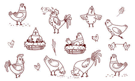 Hand drawn doodle vector domestic birds setのイラスト素材