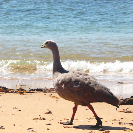 Cape barren goose (Cereopsis novaehollandiae) walking on a Shelley Beach on Phillip Island, Victoria, Australia.の写真素材