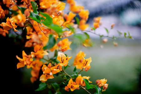 Plants of Thailand. Tree with orange leavesの写真素材