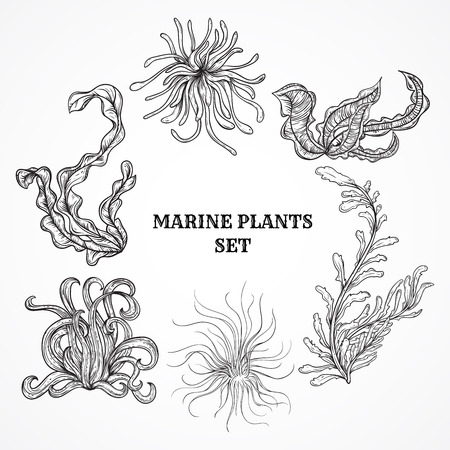 Collection of marine plants, leaves and seaweed. Vintage set of black and white hand drawn marine floraのイラスト素材