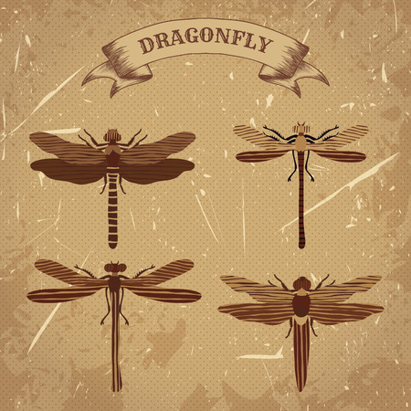 Vintage poster with flat illustration of dragonfly collection. Retro hand drawn illustration in sketch style with grunge background old paperのイラスト素材