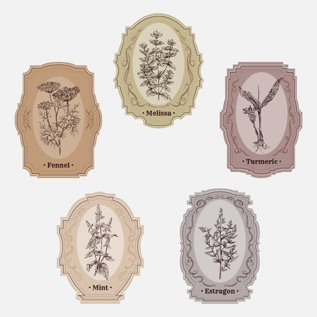 Collection of vintage storage labels with herbs and spices. Melissa, turmeric, estragon, mint, fennel. Retro hand drawn vector illustrationのイラスト素材