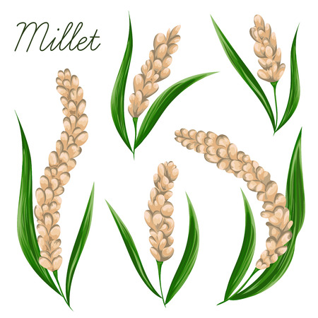 Millet set. Collection decorative floral design elements. Vintage vector illustration in watercolor style.のイラスト素材