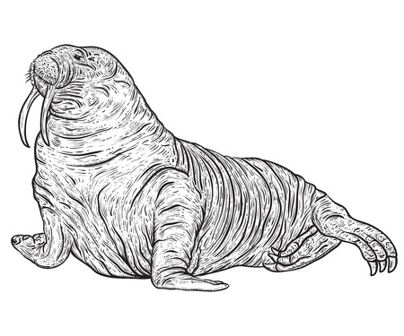 Walrus. Vintage vector illustration in sketch styleのイラスト素材