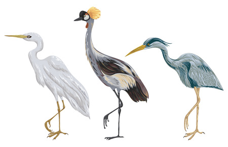 Heron birds set. Marsh fauna. Isolated elements. Vintage hand drawn vector illustration in watercolor styleのイラスト素材
