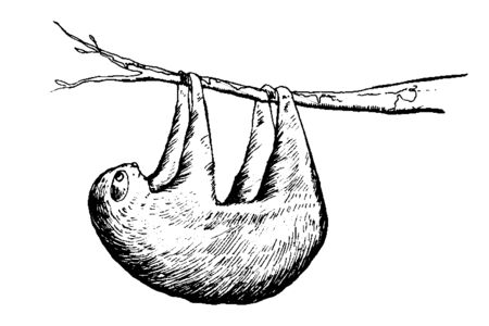 Sloth hanging on the tree. Isolated on white background. Vector illustrationのイラスト素材