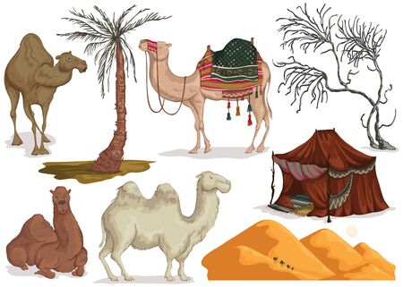 Camels in different poses, sand dune of desert, nomad tent, dried and palm tree. Collection scenery design elements. Isolated objects on white background. Vector illustrationのイラスト素材