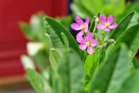 Purple Flowerの写真素材