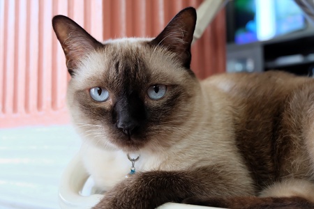 cute catの素材