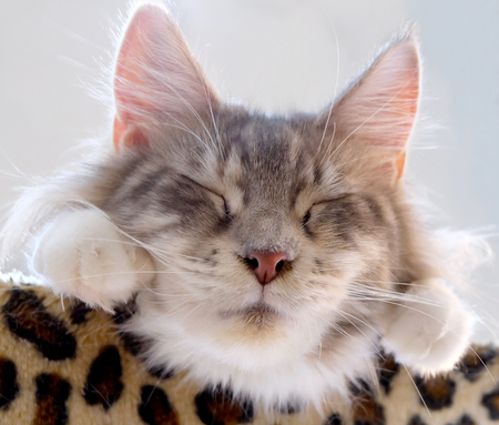 Soft focus lovely cat sleeping in the bed.の写真素材