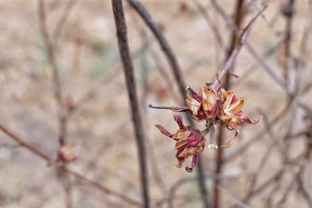 The beauty of dried flowers.の写真素材