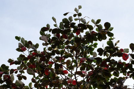 Leaf color on sky background.の写真素材
