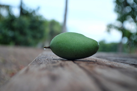 Green fresh mango on wooden.の写真素材