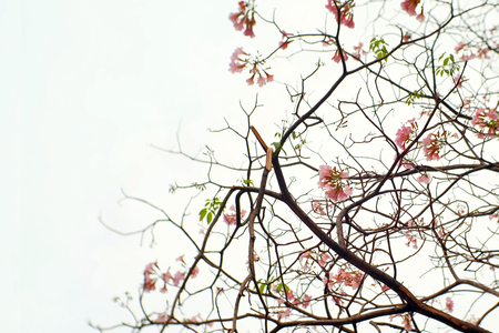 Pink trumpet treeの写真素材