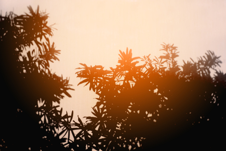 Shadow of the leaves in summer.の写真素材