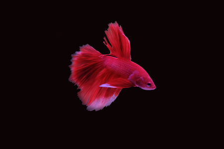 Red fighting fish on a black background.の写真素材