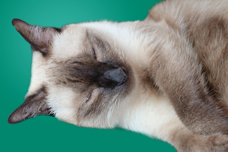 Cat sleeping. isolated on green screen.の写真素材