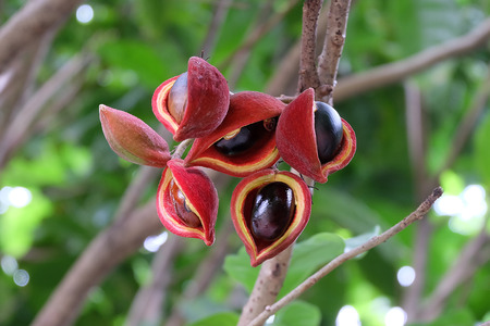 Fresh Bunch of chestnut on tree.の写真素材