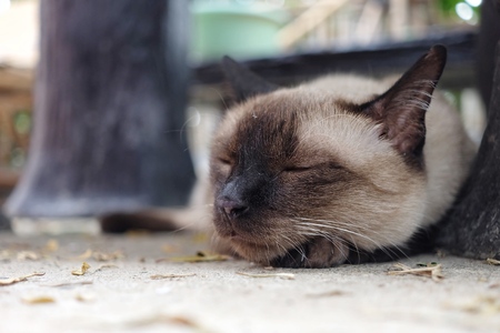 Portrait of sleeping siamese cat.の写真素材