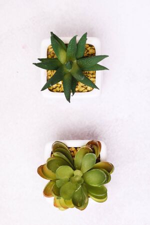 Beautiful Succulent Plant on White Pots Flower Light Gray Background Top View Verticalの写真素材