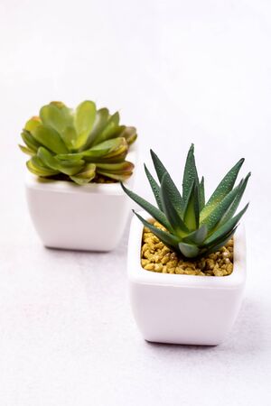 Beautiful Succulent Plant on White Pots Flower Light Gray Background Verticalの写真素材