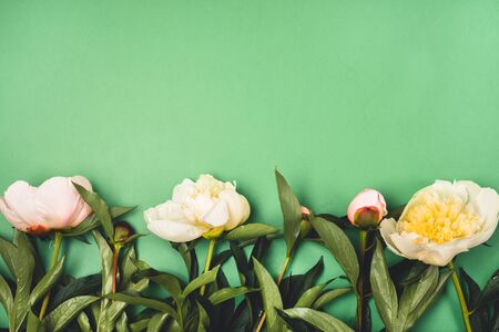 Stunning Pink and White Peonies on Green Background Summer Flower Background Top View Horizontalの写真素材