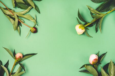 Stunning Pink and White Peonies on Green Background Summer Flower Background Frame Top View Horizontalの写真素材