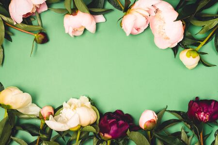 Stunning Pink White and Dark Red Peonies on Green Background Summer Flower Background Frame Top View Horizontalの写真素材