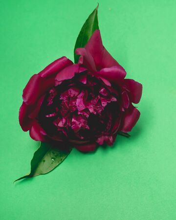 Beautiful Garden Dark Red Peony on Green Background Close Up Verticalの写真素材