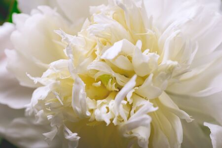 Fragrant White Peony Bloom Summer Flower Close Up Horizontalの写真素材