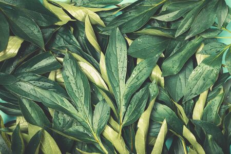 Background with Green Leaves Top View Horizontalの写真素材