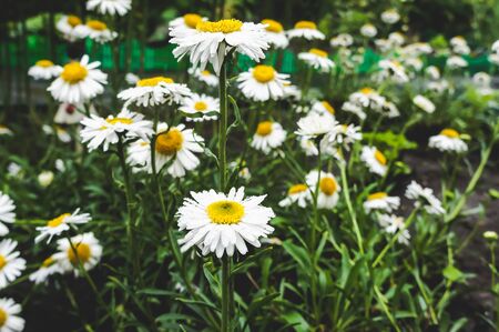 Full Bloom of Chamomile Flowers Summer Flowers Background Horizontalの写真素材