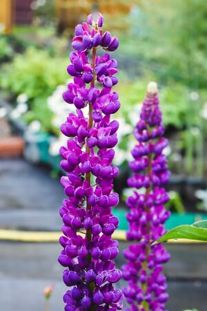 Beautiful Purple Flower in the Garden Purple Lupin Verticalの写真素材