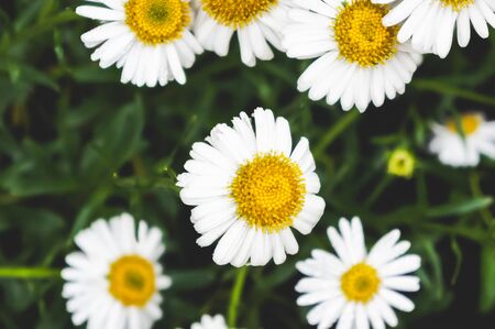 Full Bloom of Chamomile Flowers Summer Flowers Background Horizontalの写真素材