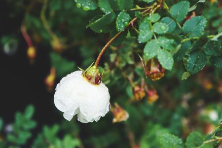 White Bud in the Garden after Rain Rose with Raindrops Close Up Horizontalの写真素材
