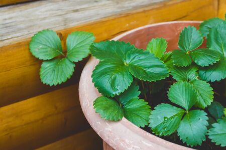 Big Pots with Young Strawberry Plants Ready for the Garden Horizontalの写真素材
