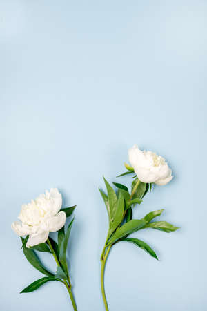 Stunning White and Pink Peonies on Blue Background Summer Flower Background Background Card for Mothers Day or Others Holidays Verticalの写真素材